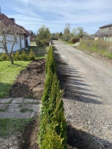 sirgelt arajatud pikk elupuudest hekk pealtvaates harjumaal